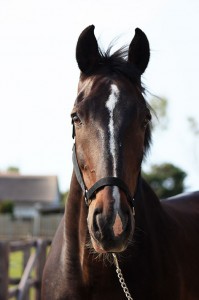 Bink (1)